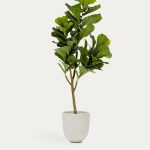Ficus