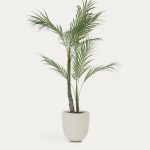 Palmera