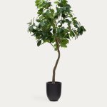 Ficus