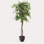 Ficus