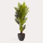 Palmera
